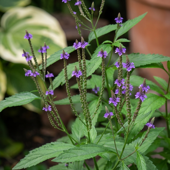 Насіння Вербена лікарська, Verbena officinalis 0,05 гр/уп