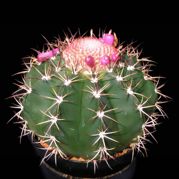 Семена Мелокактус байский, Melocactus bahiensis 5 шт/уп