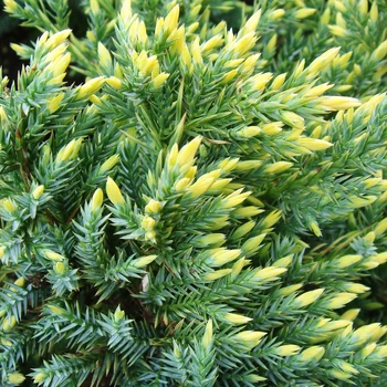 Саженцы Можжевельника чешуйчатого Голд Тип (Juniperus squamata Gold Tip) Р9