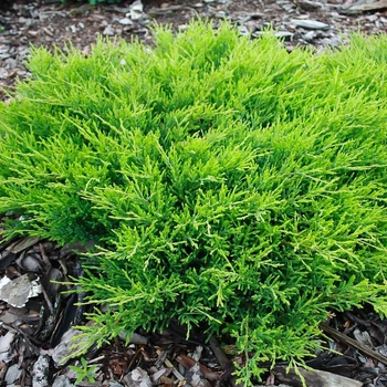 Саженцы Можжевельника горизонтального Андорра Компакт (Juniperus horizontalis Andorra Compact) Р9