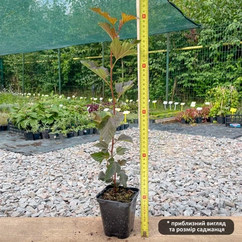 Саженцы Пузыреплодника калинолистного Ред Барон (Physocarpus opulifolius Red Baron) Р9