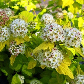 Саженцы Пузыреплодника калинолистного Лютеус (Physocarpus opulifolius Luteus) Р9