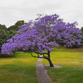 Семена Жакаранда Мимозолистная, Jacaranda mimosifolia 10 шт/уп