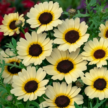 Насіння Хризантема однорічна 'Eastern Star', Chrysanthemum segetum 10 шт/уп