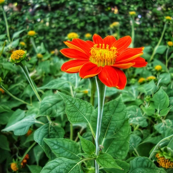 Насіння Титонія круглолиста, Tithonia rotundifolia 5 шт/уп