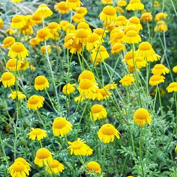 Семена Пупавка красильная, Anthemis tinctoria 10 шт/уп