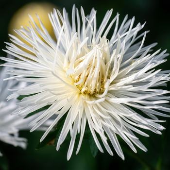 Насіння Астра китайська 'Superstraal Nova White', Aster chinensis 20 шт/уп