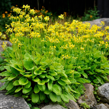 Семена Примула чунгенская, Primula chungensis 10 шт/уп
