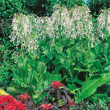 Насіння Тютюн лісовий, Nicotiana sylvestris 20 шт/уп