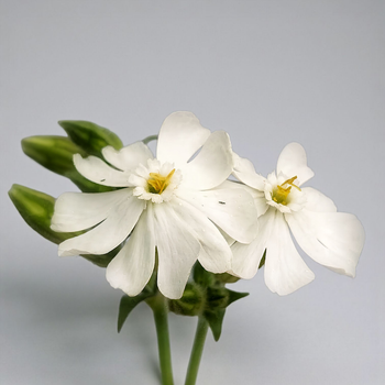 Смілка широколиста, Silene latifolia 10 шт/уп