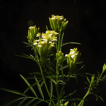Семена Уакатай, Tagetes minuta 10 шт/уп