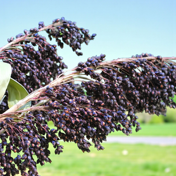 Насіння Сорго декоративне Чорний бурштин, Sorghum bicolor 20 шт/уп
