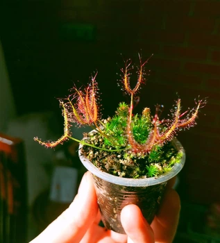 Насіння росянки Drosera Binata 20штук Біната