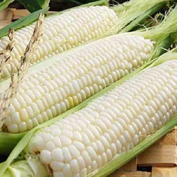 Насіння Кукурудза Медунка 10гр