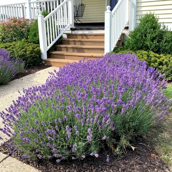 Саженцы Лаванды узколистной Хидкот (Lavandula angustifolia Hidcote) Р9