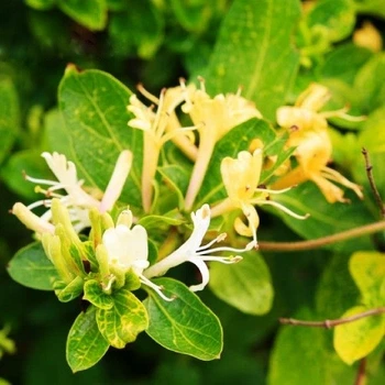 Саженцы Жимолости Японской Ауреоретикулата (Lonicera japonica Aureoreticulata) Р9
