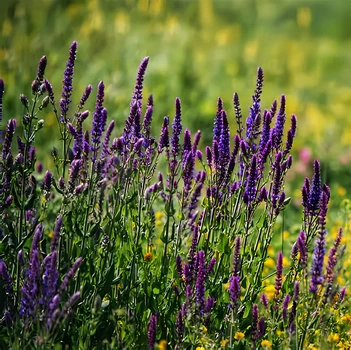 Семена Шалфей луговой, Salvia pratensis 10 шт/уп