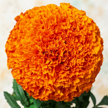 Семена Бархатцы прямостоячие 'Orange Miracle', Tagetes erecta 10 шт/уп