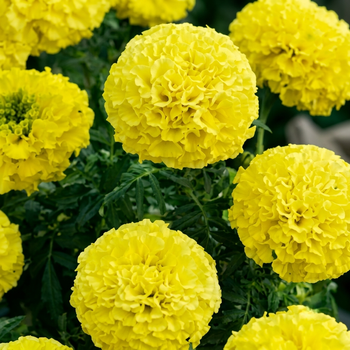 Семена Бархатцы прямостоячие 'Lemon Miracle', Tagetes erecta 10 шт/уп