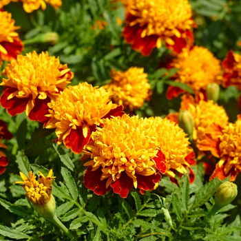 Насіння Чорнобривці розлогі Orange Flame, Tagetes patula nana 10 шт/уп
