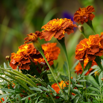 Насіння Чорнобривці розлогі 'Constance Brown', Tagetes patula 10 шт/уп