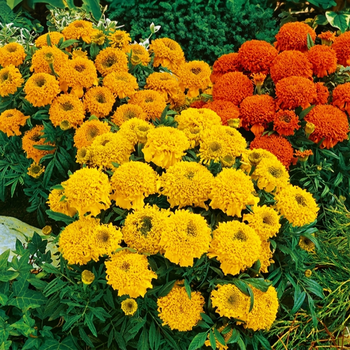 Семена Бархатцы прямостоячие 'Cupid Mix', Tagetes erecta 10 шт/уп