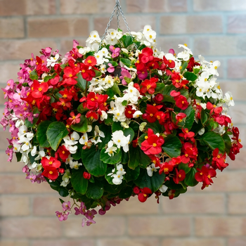Семена Бегония вечноцветущая 'Summer Rainbow' F2, Begonia semperflorens 10 шт/уп