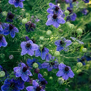 Насіння Нігелла іспанська, Nigella hispanica 10 шт/уп