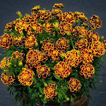 Насіння Чорнобривці розлогі 'Spanish Brocade', Tagetes patula 10 шт/уп