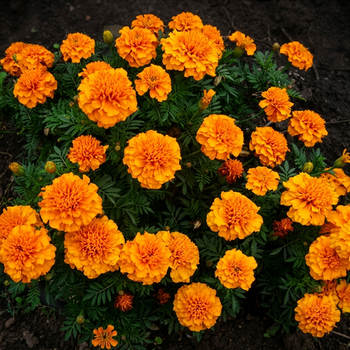 Насіння Чорнобривці розлогі 'Athos', Tagetes patula 10 шт/уп