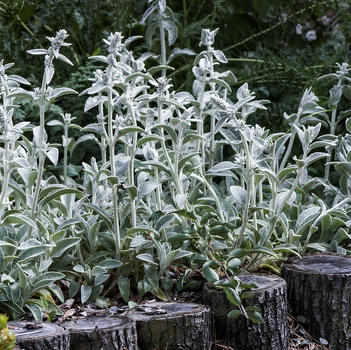 Семена Чистец византийский, Stachys byzantina 10 шт/уп