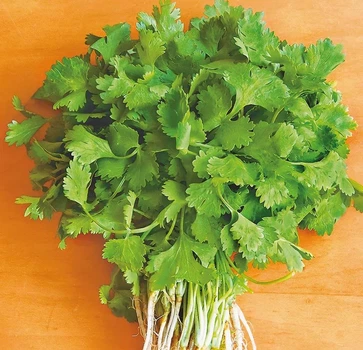 Кориандр Слоуболт, 10 г