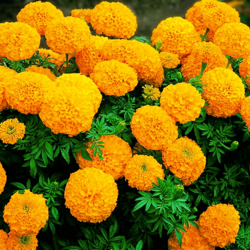 Семена Бархатцы отклоненные 'Mandarin', Tagetes patula 10 шт/уп
