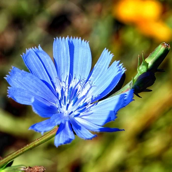 Семена Цикорий, Cichorium intybus 0.2 гр/уп