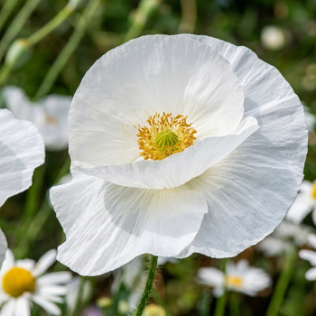 Семена Мак декоративный 'Bridal Silk', Papaver rhoeas 10 шт/уп