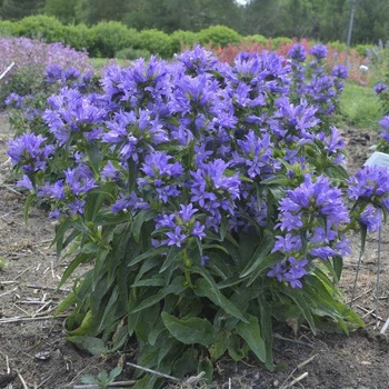 Кампанула (Дзвоник) скупчений, Р9