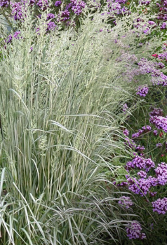 Війник гостроквітковий «Аваланш» (Calamagrostis acutiflora Avalanche), С1,5