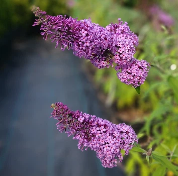 Будлея Давида Wisteria Lane С2