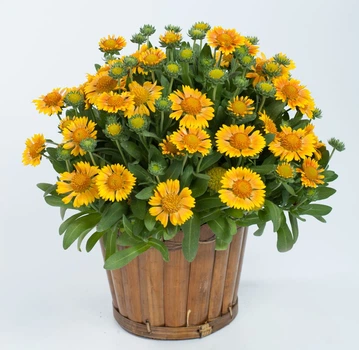 Саджанці Гайлардії «Арізона Апрікот» (Gaillardia grandiflora 'Arizona Apricot') в 380гр горщику