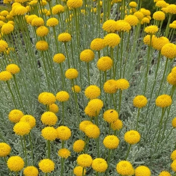 Саджанці Сантоліни сірої (Santolina chamaecyparissus)