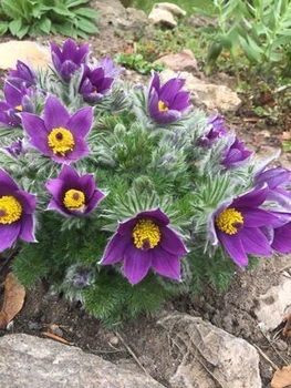 Саджанці Сон-трави, МІКС (Pulsatilla) в 380гр горщиках