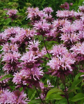 Саджанці Монарди гібридної Бюти оф Кобхем (Monarda 'Beauty of Cobham') в 380гр горщиках