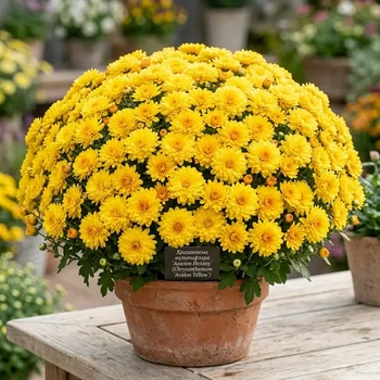Саджанці Хризантеми №14 "Avalon Yellow (Авалон Єллоу)" в 2л горщиках
