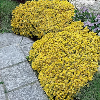 Саджанці Очиток їдкий (Седум) «Єллоу Квін» (Sedum acre 'Yellow Queen') в 380 гр горщику