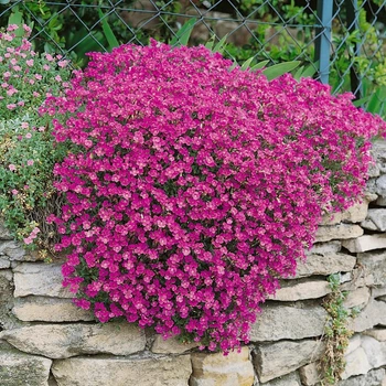Саджанці Обрієти Каскад Ред (Aubrieta hybrida Red Cascade) Р9