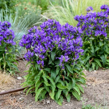 Саджанці Кампанули Вондер Блу (Campanula Wonder Blue) P9