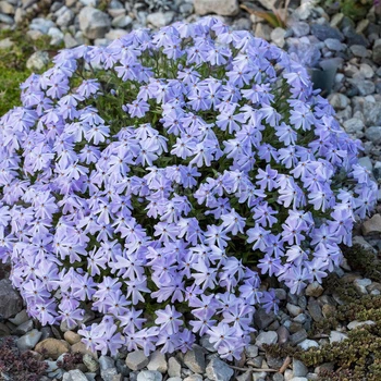Саджанці Флокса шилоподібного Емеральд Кюшон Блю (Phlox subulata Emerald Cushion Blue) Р9