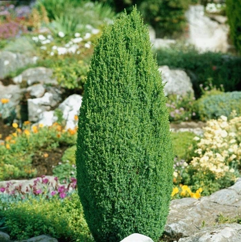 Саджанці Ялівцю звичайного Хіберніка (Juniperus communis Hibernica) Р9