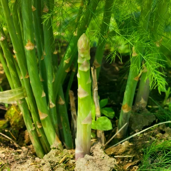 Саджанці Спаржі делікатесної (Asparagus officinalis 'Delikatessen') Р9
