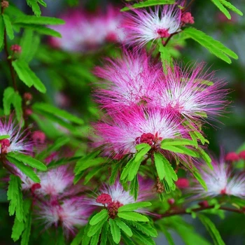 Саджанці Альбіції ленкоранської або ленкоранська акація (Albizia julibrissin)